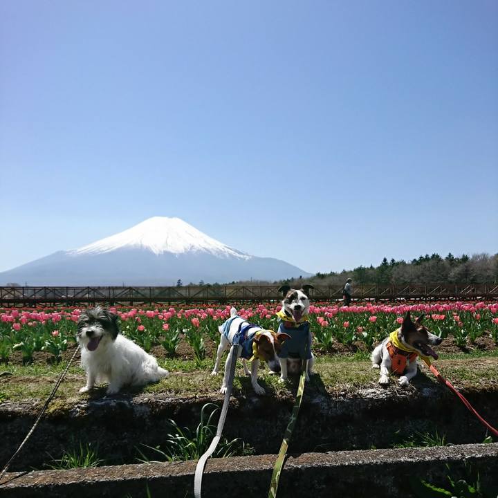 456b7cef 7c43 462f 9a5c 40d85b4ad551 1524281761482