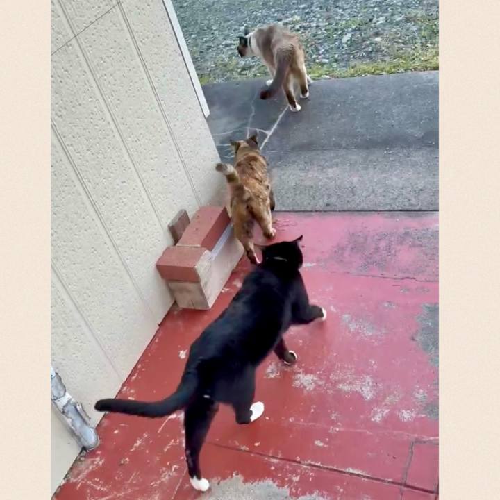 456d4d94 4c09 4f73 a2d3 fb20498bb048 1744700950385