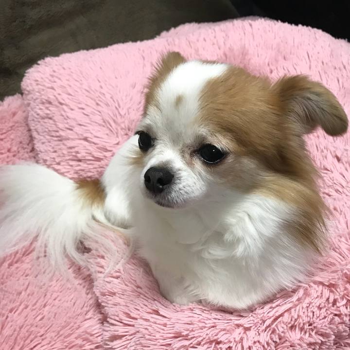 456d8e64 2df7 46f9 b193 9f6995d86dd1 1545438868884