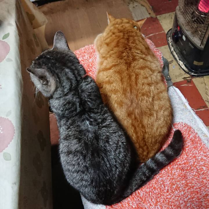 456ef429 4dad 4867 8a7c b3bbd3b4dfff 1582021861632