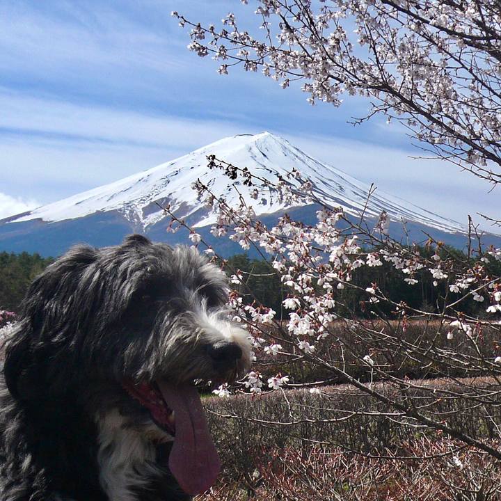 4573009c 59d9 42b1 839a d0cc863d3973 1522049571072