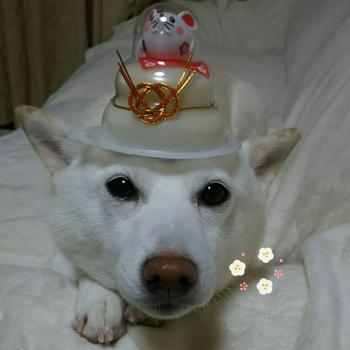 457367a6 aa75 4e4b b663 6b81272db56e 1578730499896