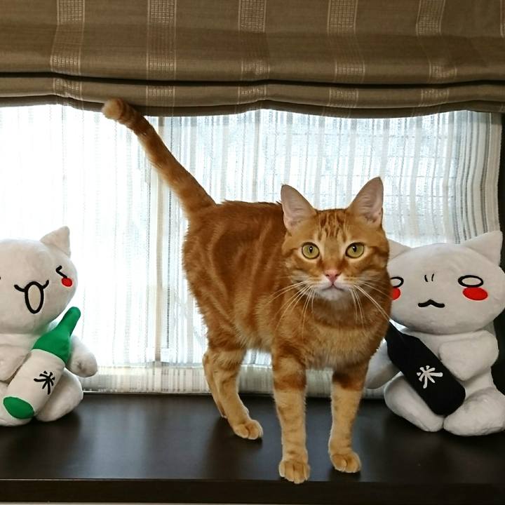 457821bf da2a 49ac 91e1 237422436277 1531754321166