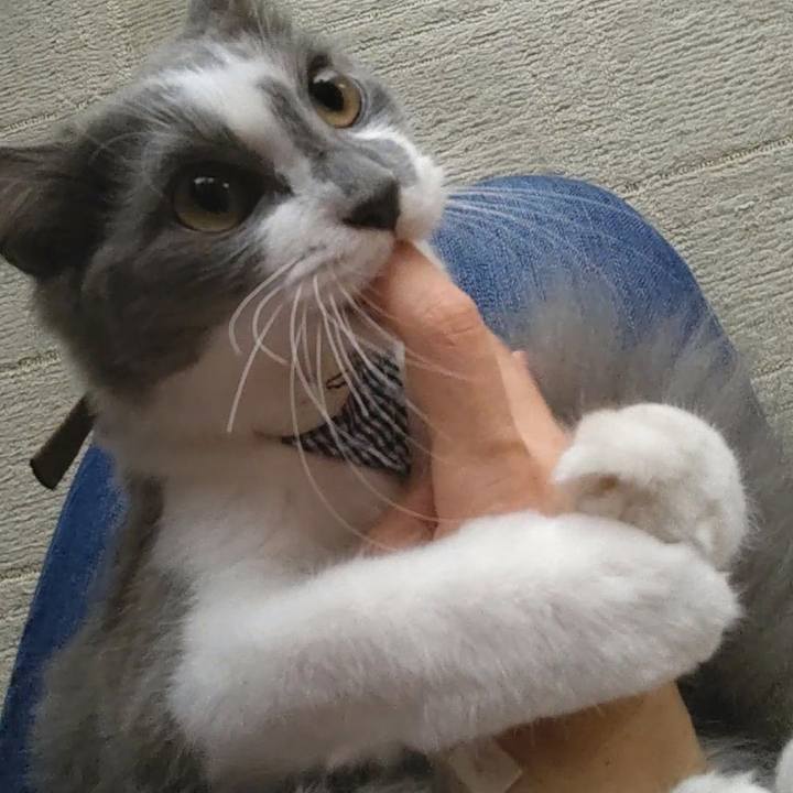 4579287b c648 490c a4f5 397837833d8c 1571556931250