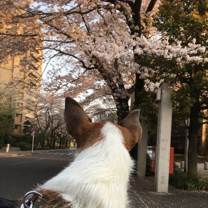 457d105b eda9 4731 a391 d80ccab1644d 1555129698689