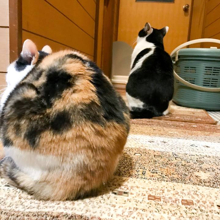 457e0100 49fd 416f 9dbb 6767d063602d 1514988499925