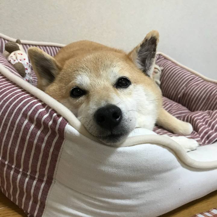 457fb217 513e 49e8 bfd8 da2838cb0846 1525853384389