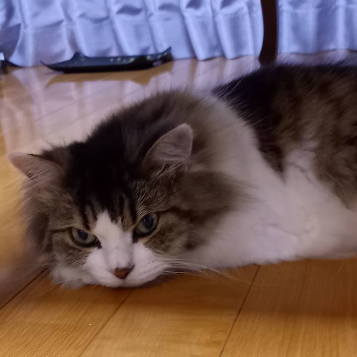 45826bf2 7533 45d4 8175 49e0cba70218 1623620757713