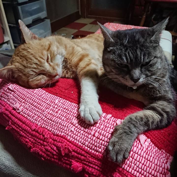 45836d85 a45d 482b aba3 e817eb7d09cb 1554548942411