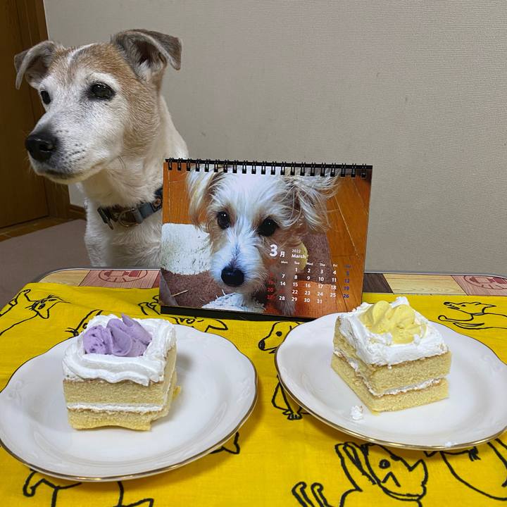 4583870d 1f4b 466d a47f d20b6fe4b8d7 1646130179582