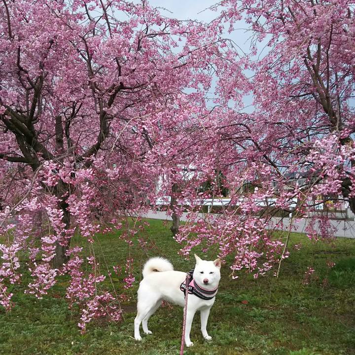 45839ced fa0d 4a38 8164 3e1499ef99c6 1523413493833