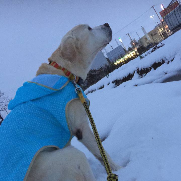 45843b5e 7089 4b64 8858 05bfac9007a9 1544396152788