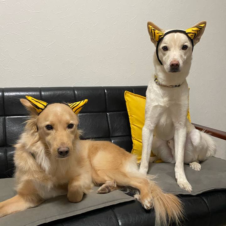 4584ba8c e05a 4edd a0c9 f92b865de87f 1770117211853