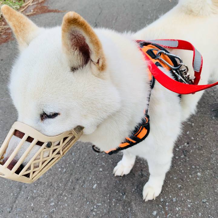 45899c7e 39ec 45cf bb2b 61075cd3849a 1618521681656