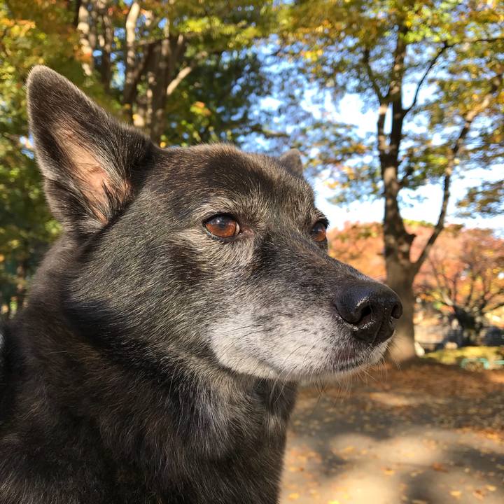 458ee6bb 777f 4611 a674 ec56c86c3e10 1510667770553