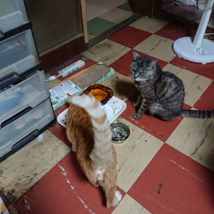 4590cb2e 784f 40d9 a70a c663f746a8e7 1566207161449