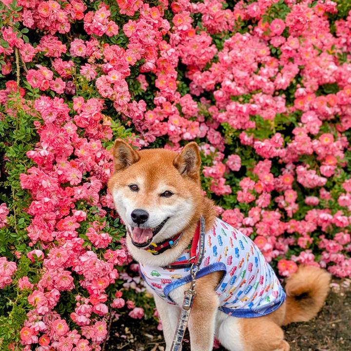 4591a673 6fac 4aab 8e23 f04e5a2df75e 1748497837300