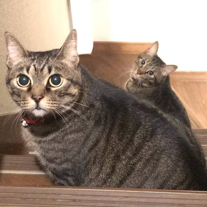 4591dd4c a539 413e a039 02b42f205705 1576859082014