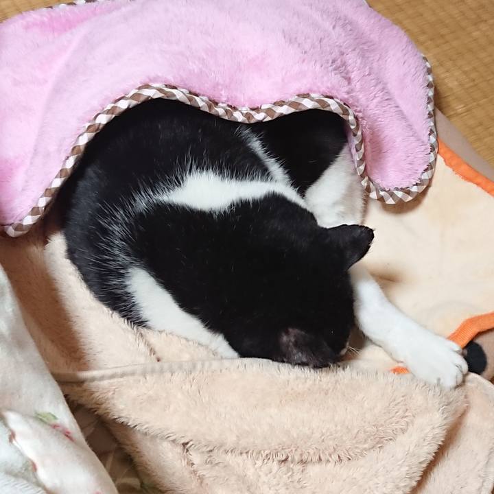 4596e6e1 afc9 406e 81da 19560ae2a34d 1605497385164