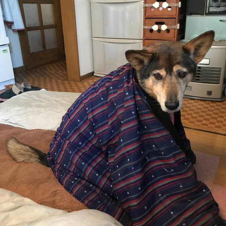 45991f80 828c 40a1 b26e 5a3ce3bd824a 1512447772677