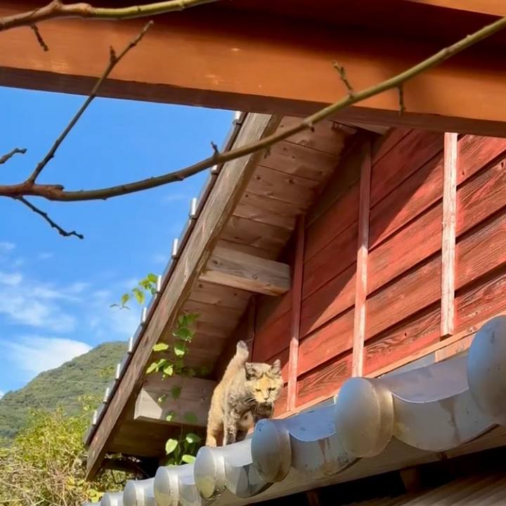 459dd772 dac8 4301 93a8 608891c48747 1763278990596