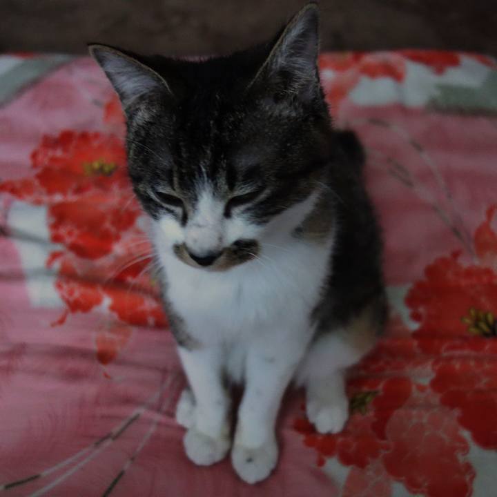 459dda90 17fd 47ca 861a 4f54a8405984 1765598806486