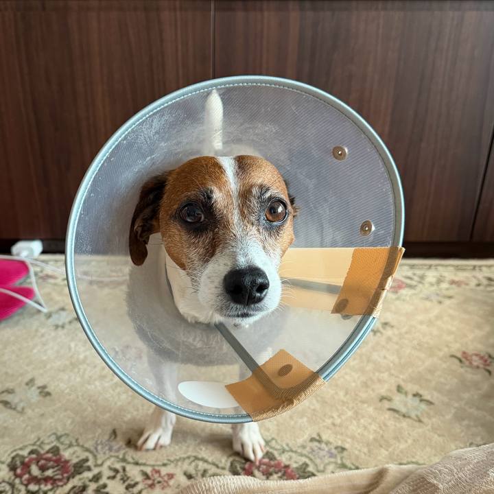 459f0d89 1253 4188 b194 c689948e6f59 1766056569095