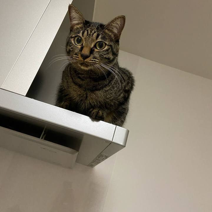 459f3d9f 19e9 4e29 8301 245aa5e82e6a 1633521510343