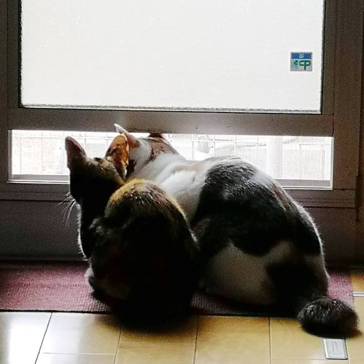 459f8c97 1d0a 45ff b99a bba286bd4ffc 1595388913454