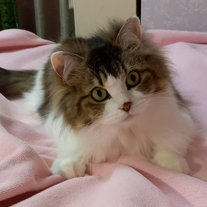 45a21431 98fa 482e bc02 7225b79f41b4 1614636017446