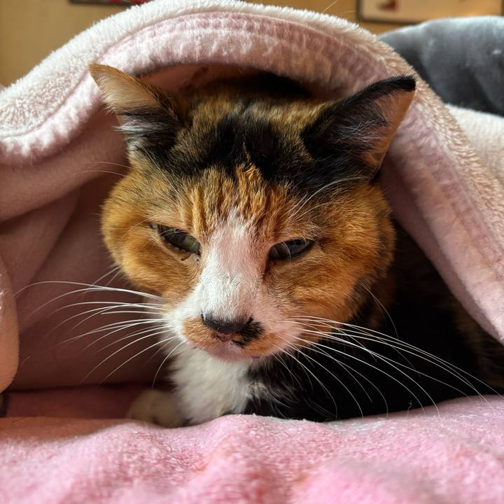 45a2f708 1b1c 4cd7 a5ee 10d6d02e4c1b 1736395072332