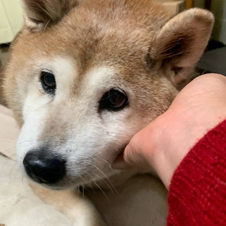 45a76043 5046 4bca 8f8e c1c12ae3a774 1607780622995