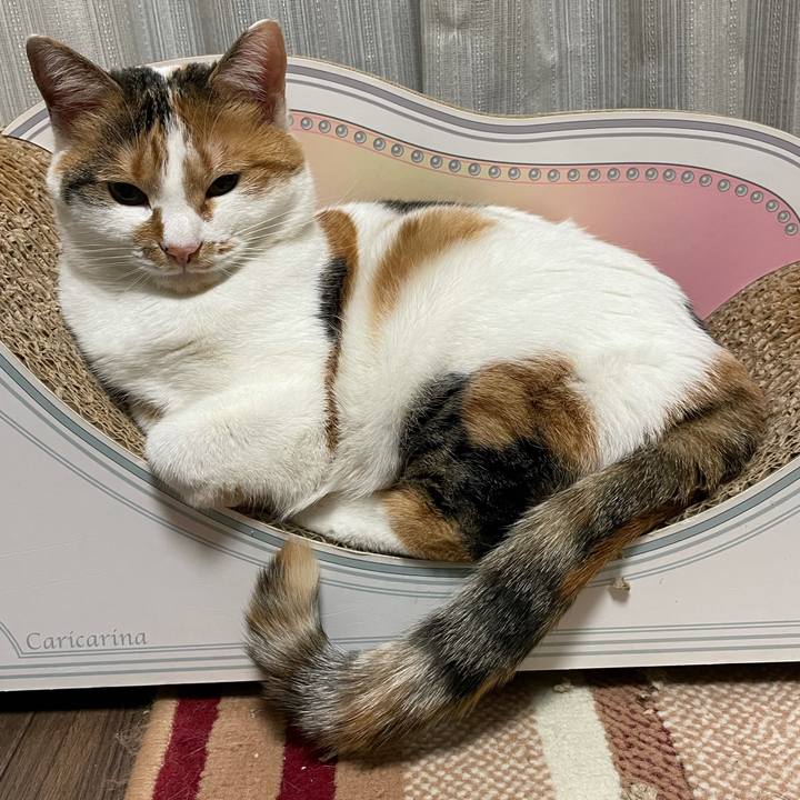 45a87802 0add 4a45 87dc 819f582fb0b1 1610796270796