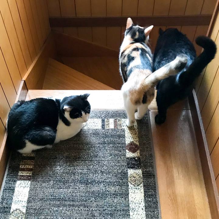 45aa42bb 3077 4062 8347 97cd9d9e094a 1512437533071