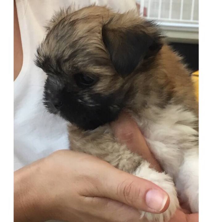 45aa5b20 8a65 4732 859c 7cc9c2b50976 1541223138320