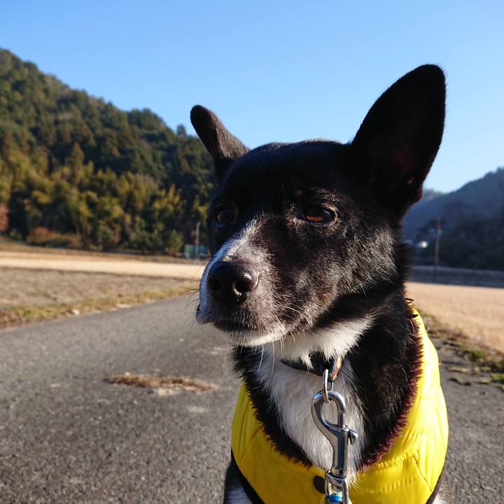 45aa69b1 66cc 406c b2cc 2b3d523217ec 1513925346896