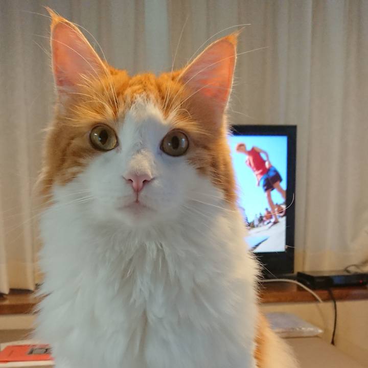 45af8523 39d0 4aa9 babf 3e2ca5bc90d2 1532945488672