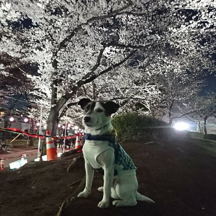 45b20104 85bb 45f2 970e 968f0430c454 1521971241863