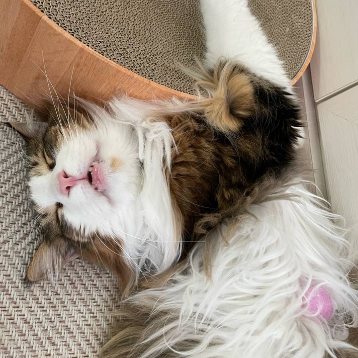 45b295af cafb 4374 8c63 77301bf933c7 1677362643414