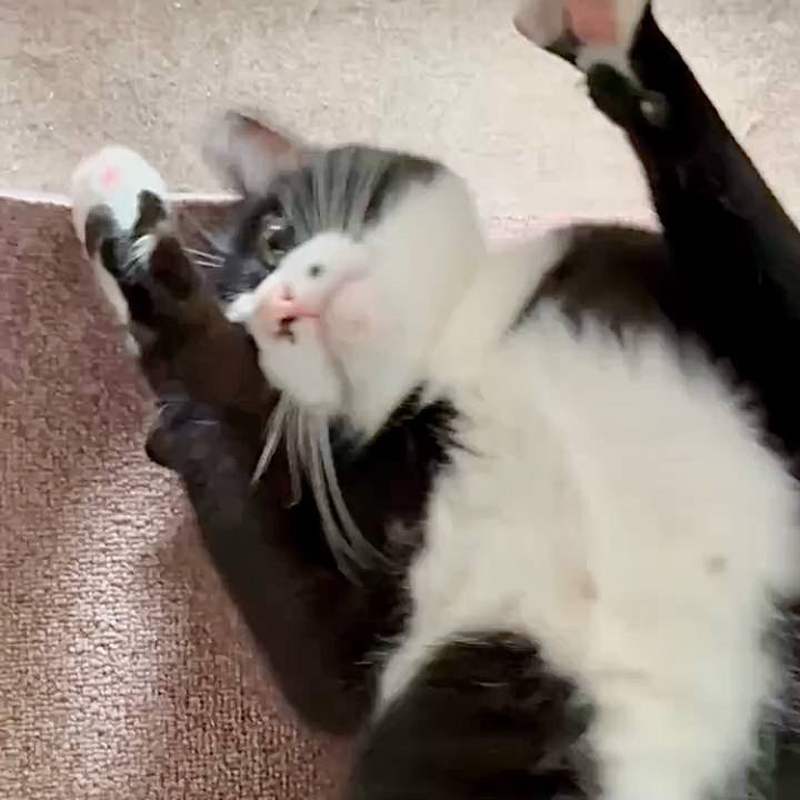 45ba0097 09f6 46a3 b4ef b1a9c6ba2771 1759895080508