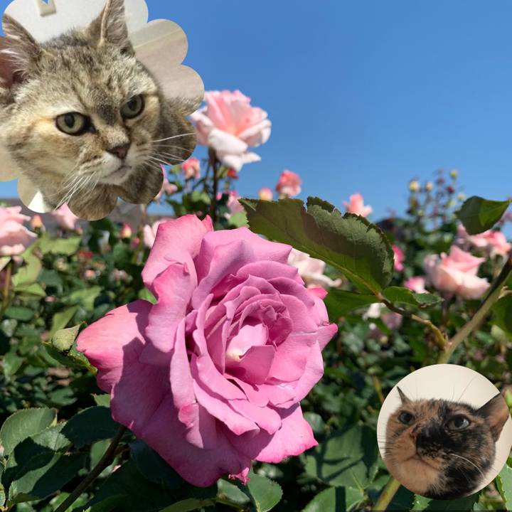 45baed69 f32a 4eb6 a13d d0a591546dda 1559137138369