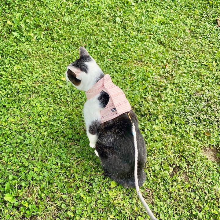 45bcf841 38c1 4984 96ca dd2a358ac633 1603353100837