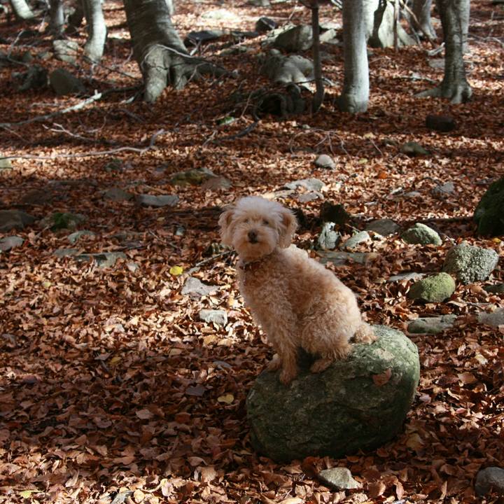 45bd77d7 6c96 46fa 9521 da8e606545e4 1541975934228