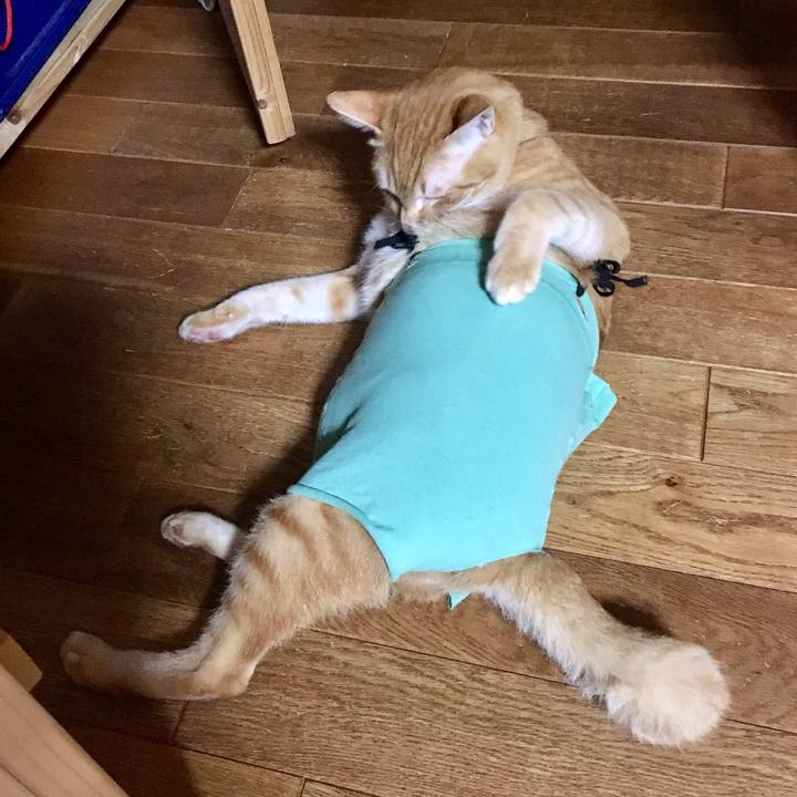 45be011b e245 461c 8d96 6f42617da99d 1521470392889