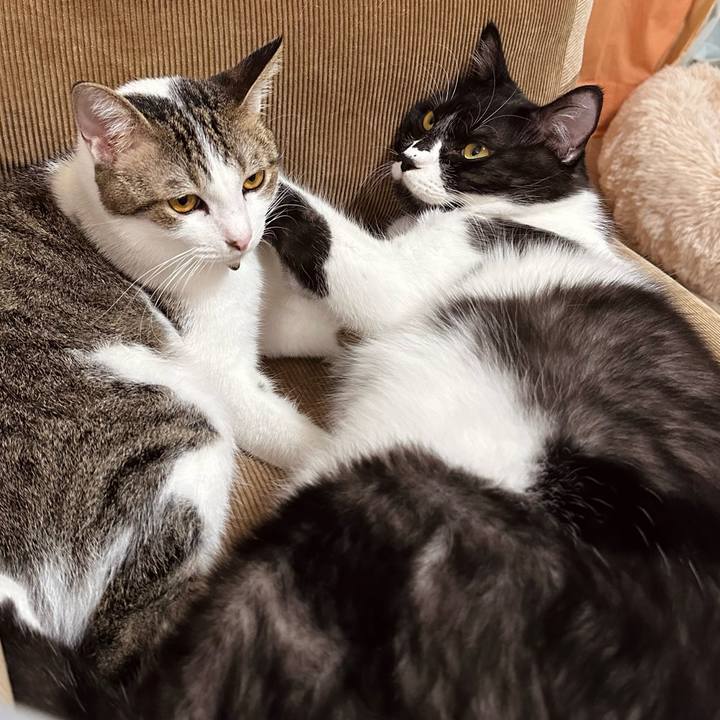 45be1791 dd23 470d 81f6 8312ea83b620 1760873204722