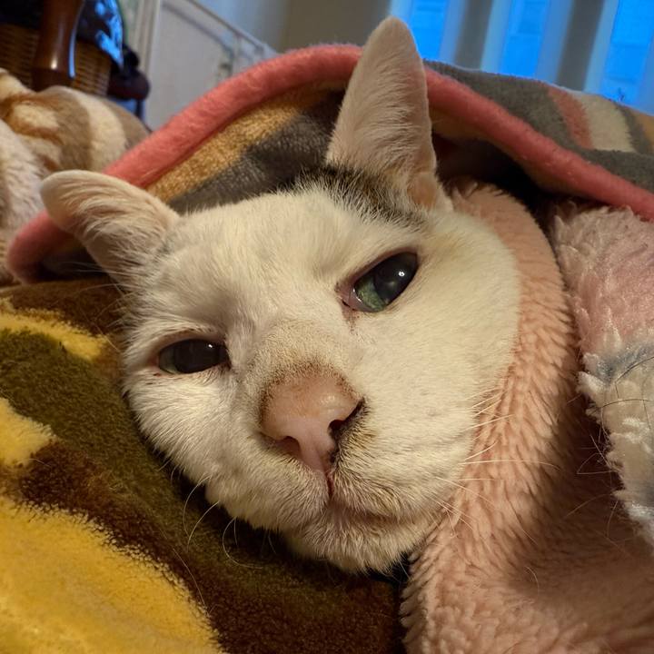 45c0409d 2d11 41ca 9dbb bd48d469eaad 1770082225113