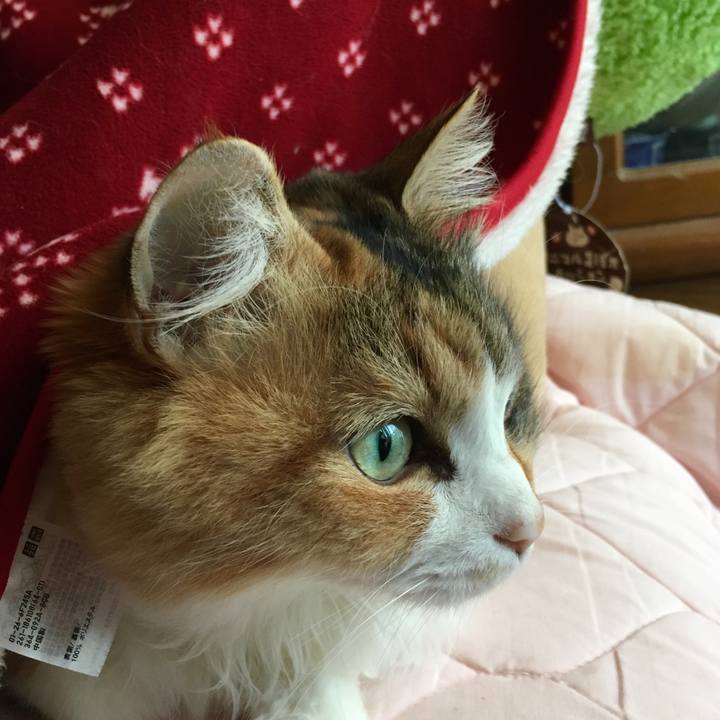 45c1d903 cf6c 4758 82e4 af0358ba07d5 1553582163232