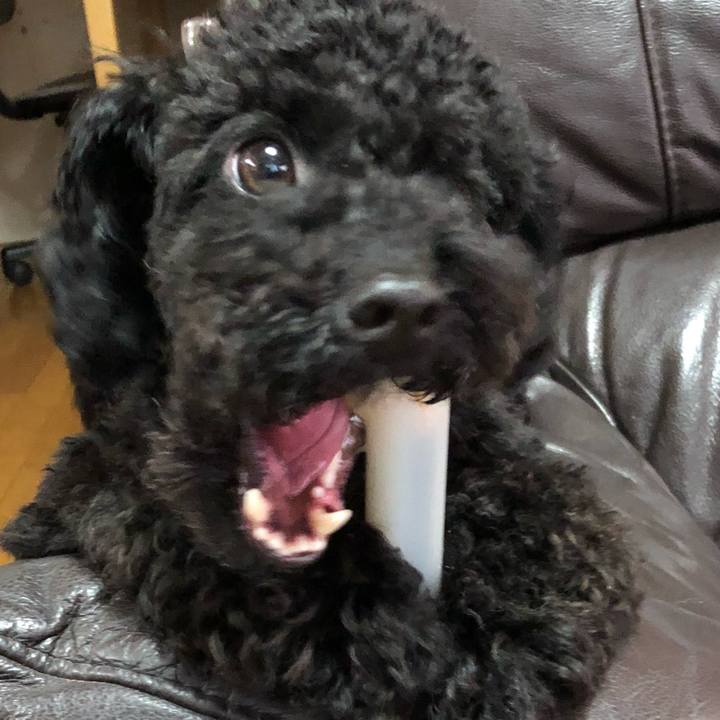 45c2517e f81e 4370 889f b55c3f0e9de8 1525950141077