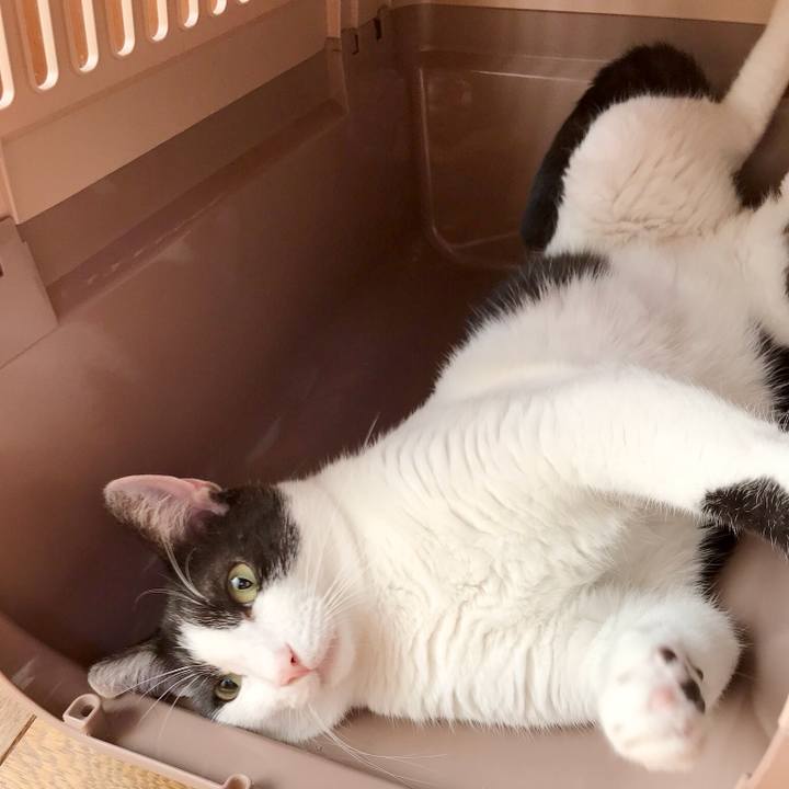 45c4c6db 0117 4ccb be1e 97fcf9e1b13d 1534295683262