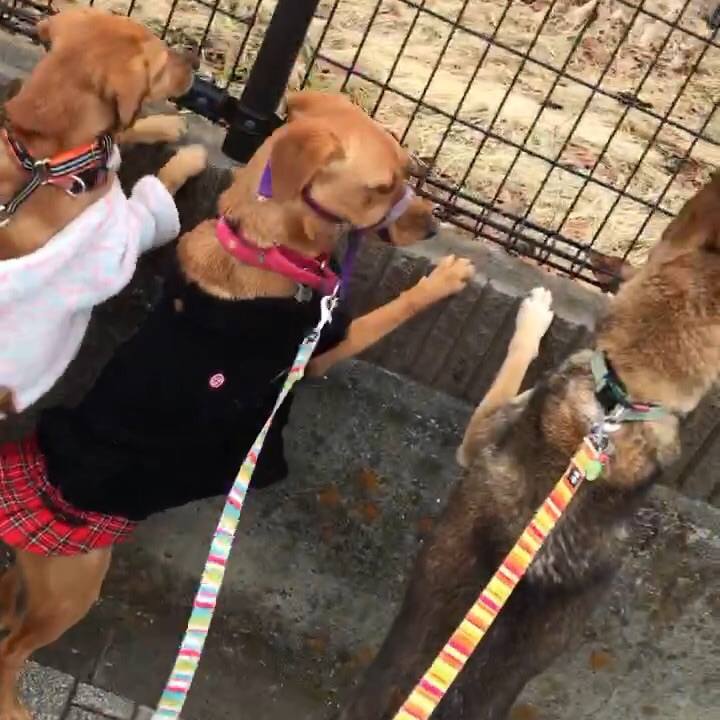 45c6ef42 a79d 49ec 861c a23cdbde8cd8 1517121787424